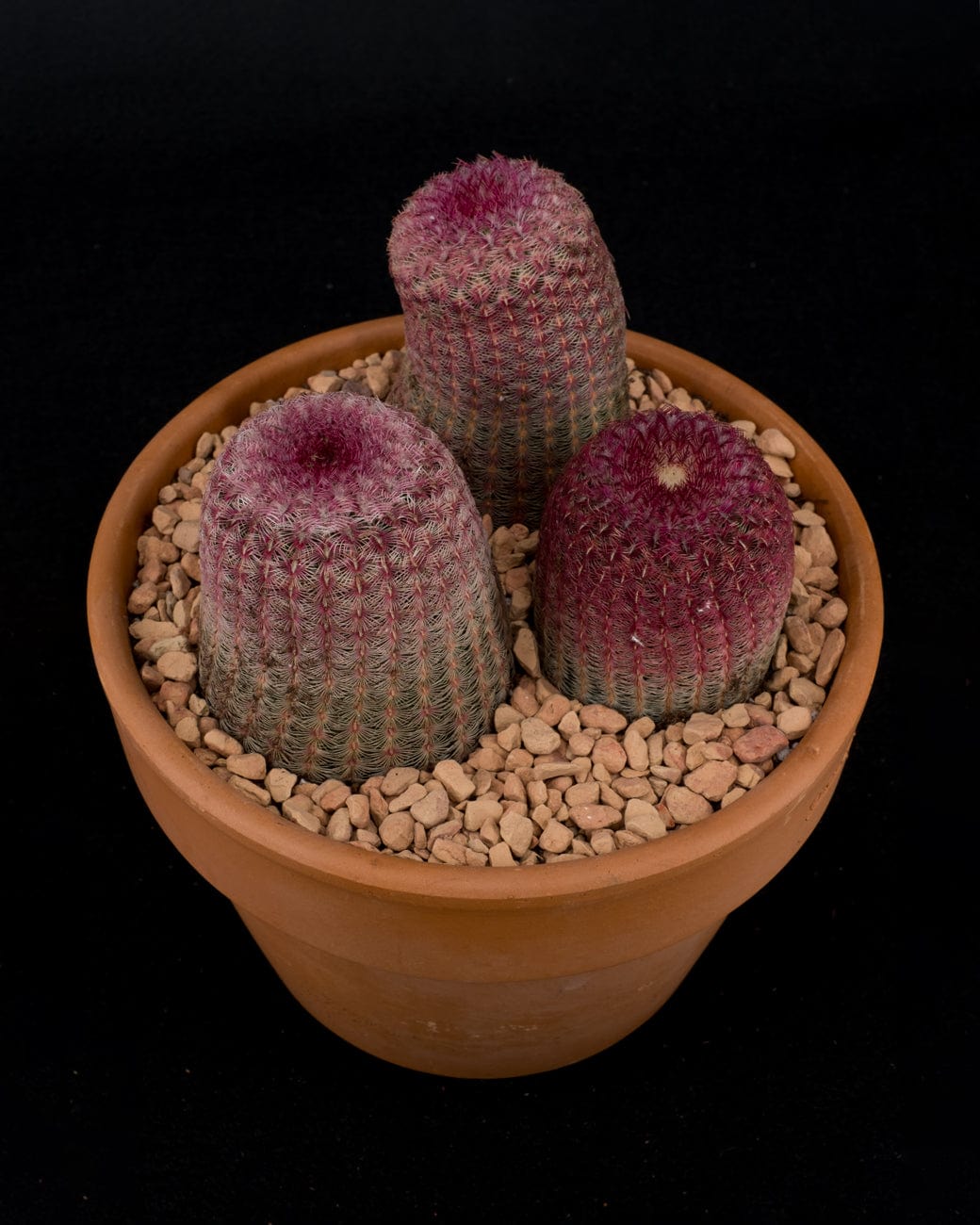 Tula House Echinocereus rigidissimus var. rubrispinus