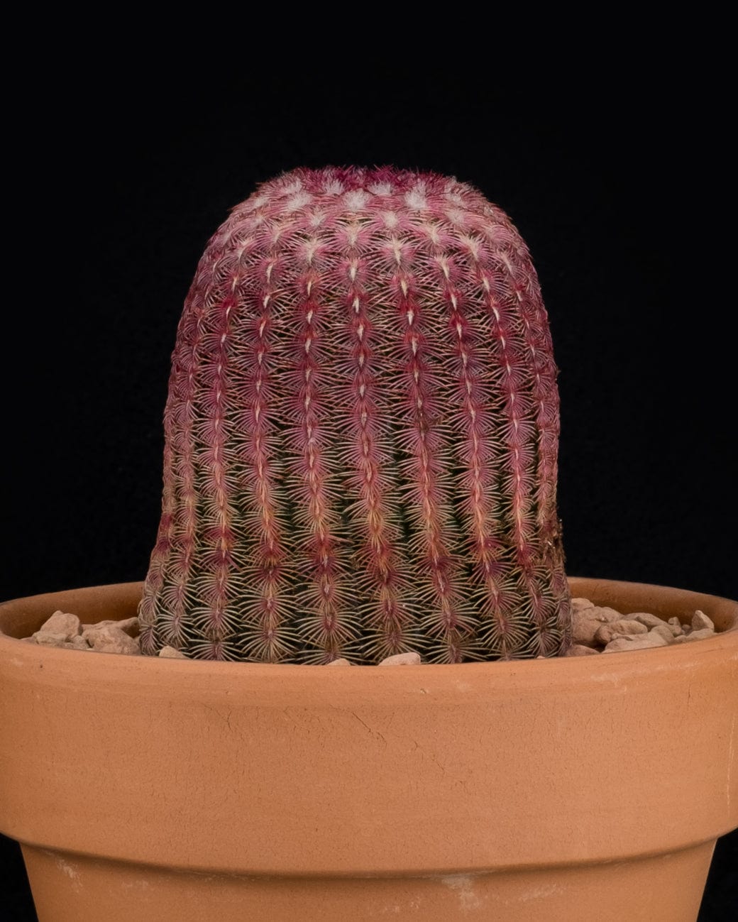 Echinocereus Rigidissimus var. Rubrispinus-6
