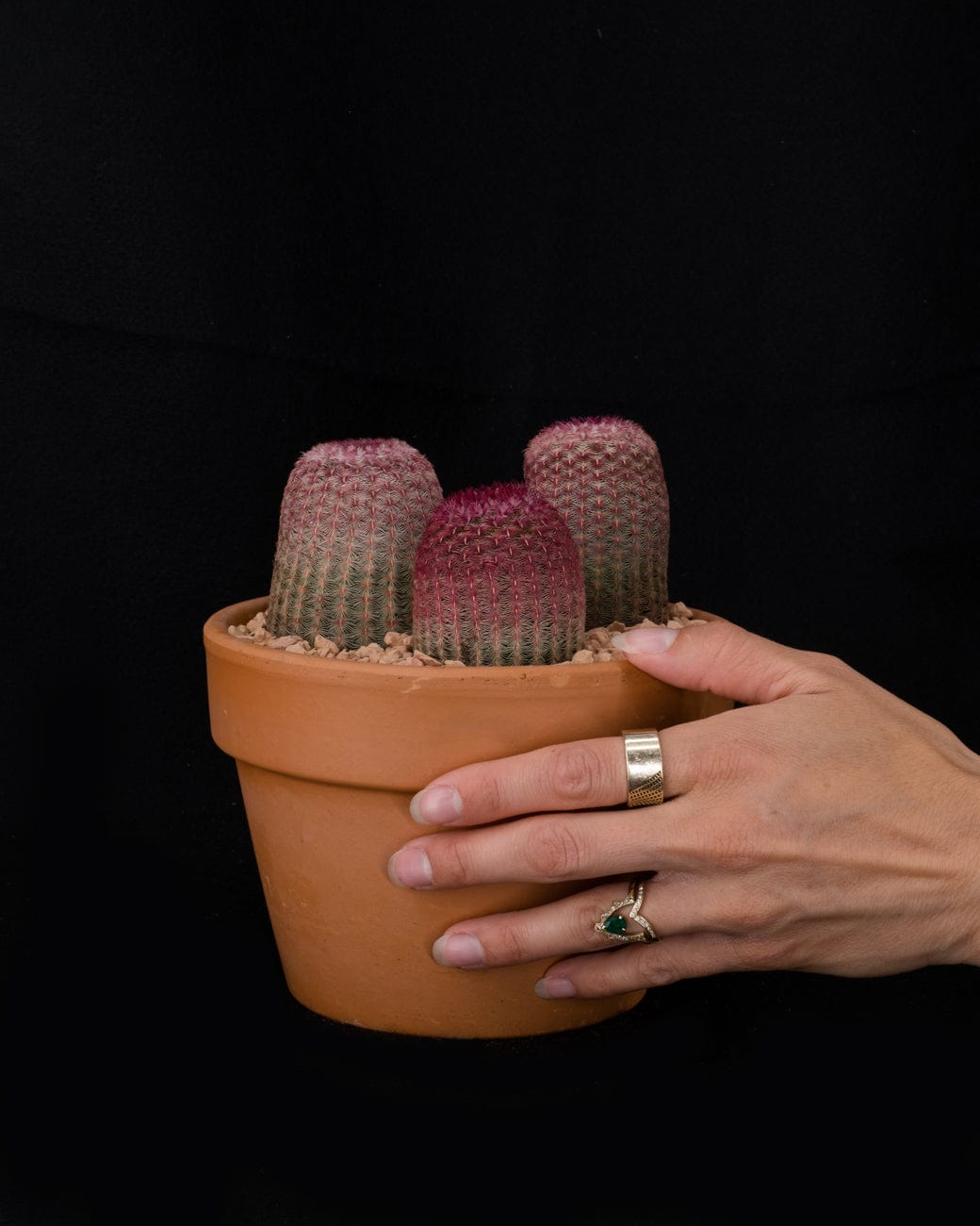 Tula House Echinocereus rigidissimus var. rubrispinus