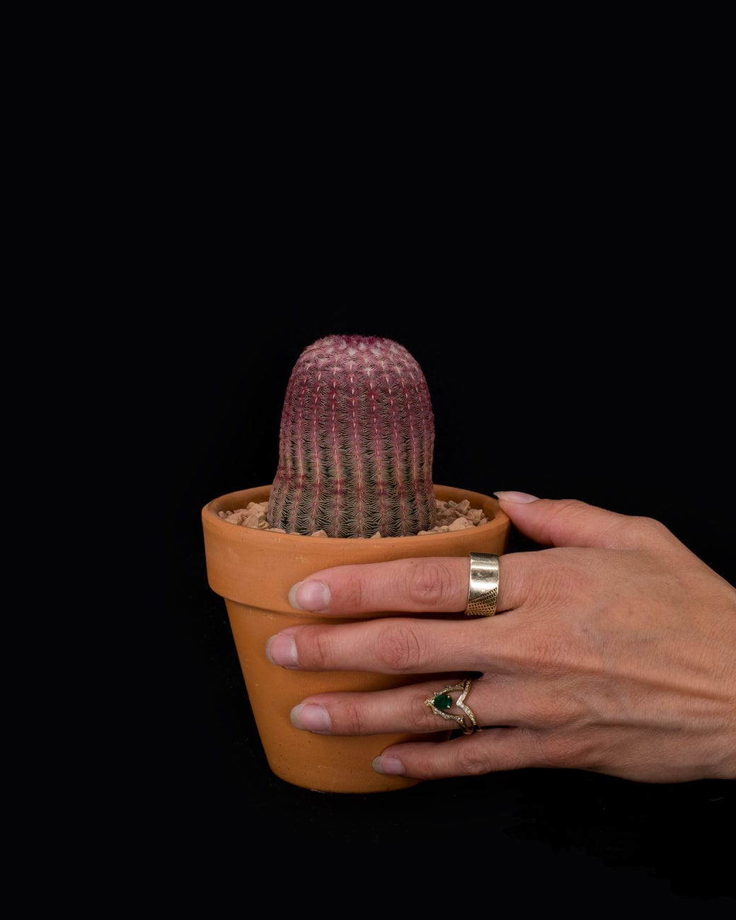 Tula House Echinocereus rigidissimus var. rubrispinus