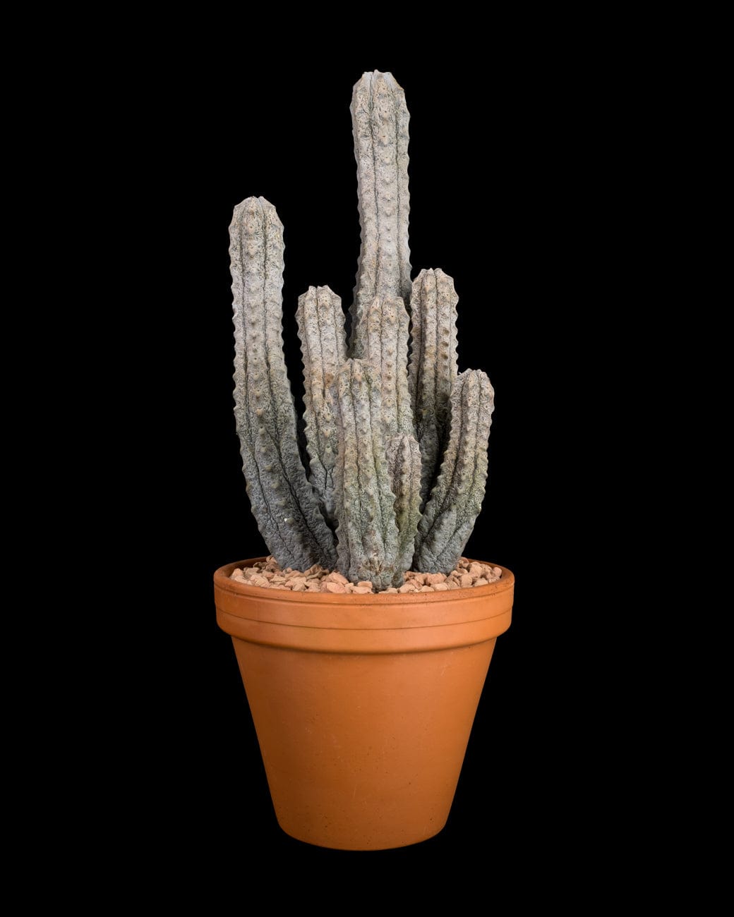 Euphorbia Abdelkuri