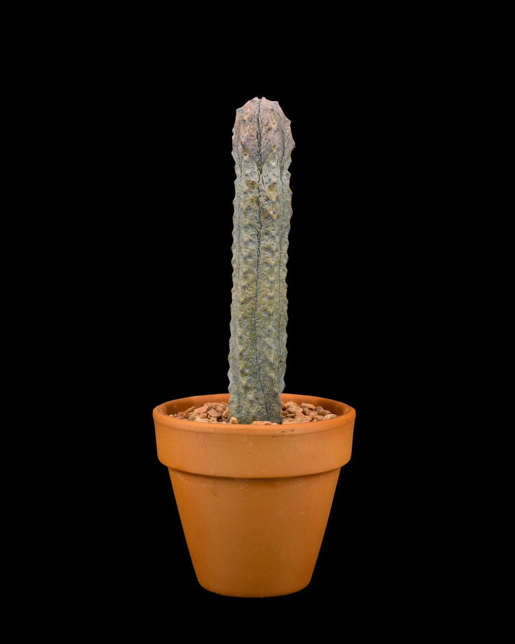 Tula House Euphorbia abdelkuri