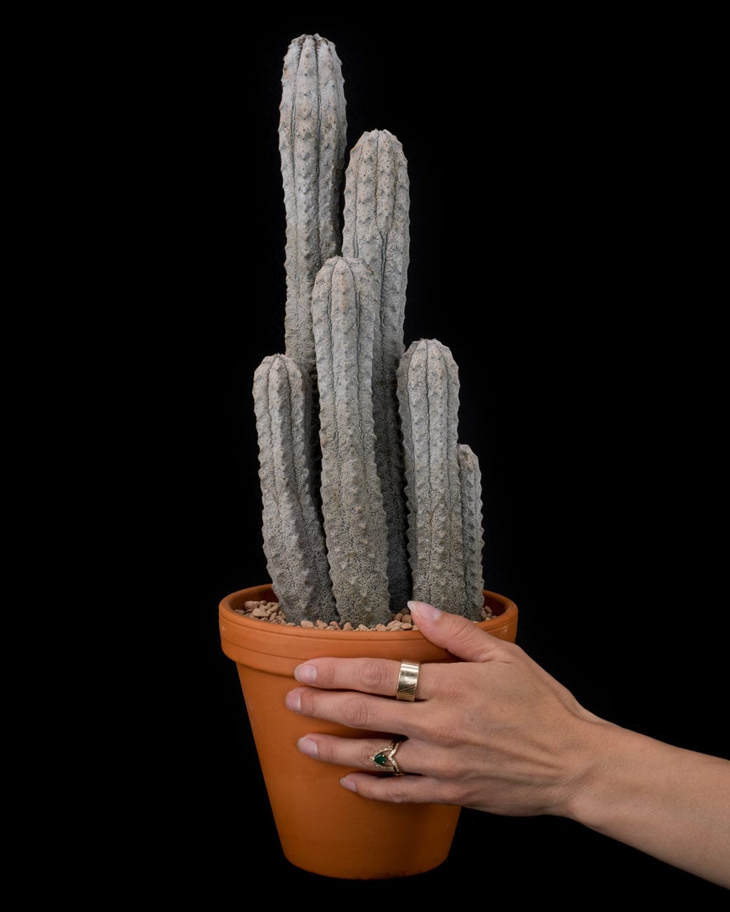 Euphorbia Abdelkuri-4