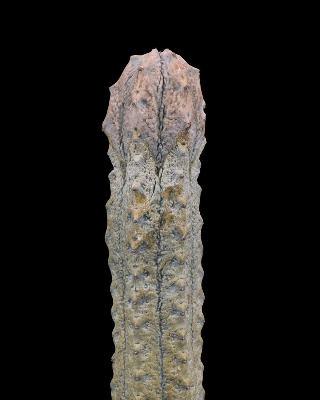 Euphorbia Abdelkuri-6