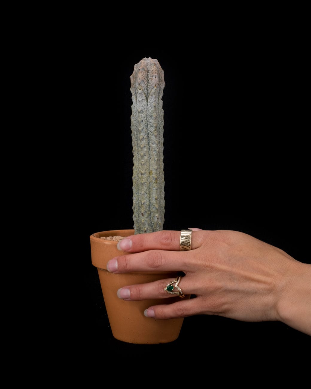 Euphorbia Abdelkuri-5