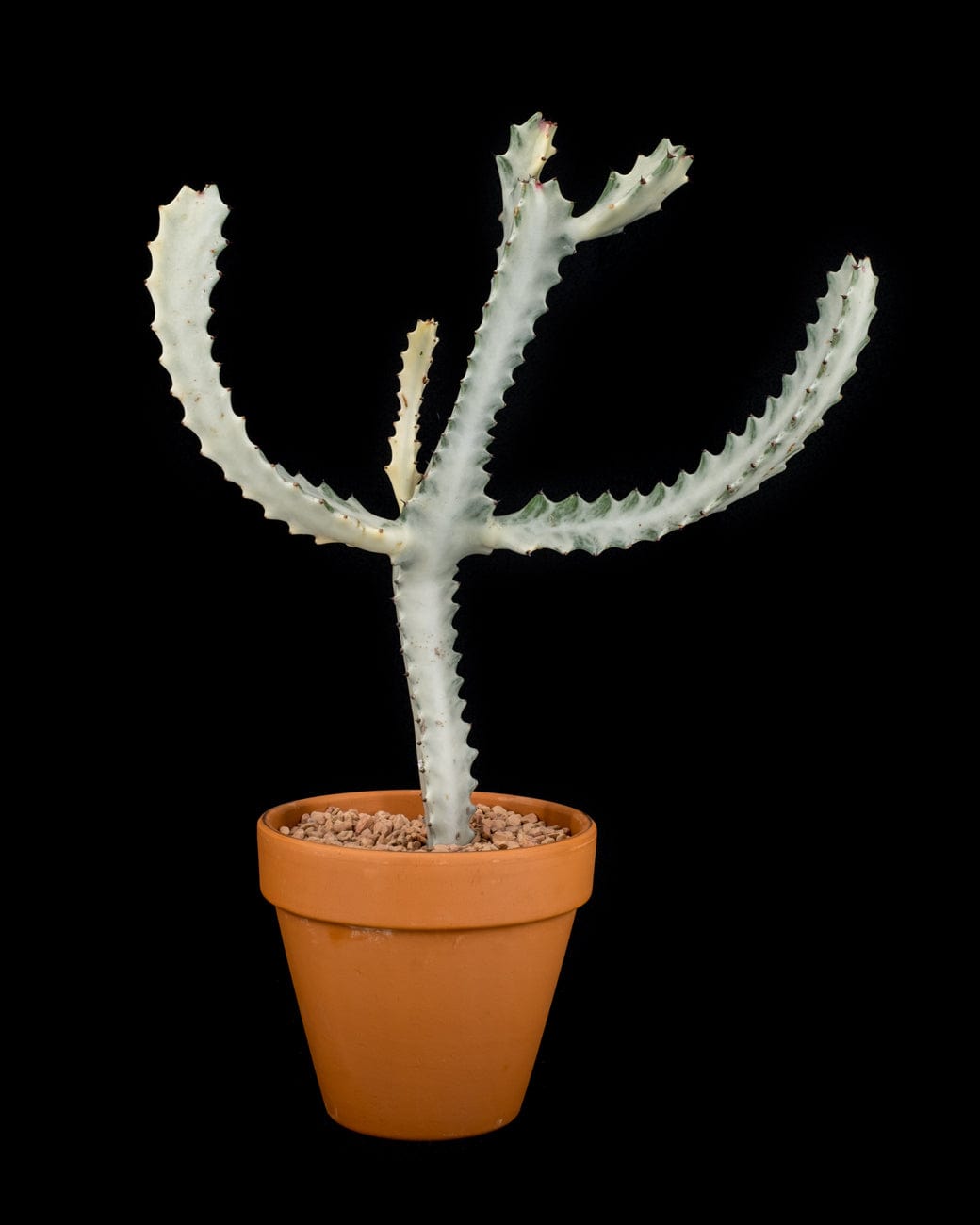 Tula House Euphorbia lactea 'White Ghost'