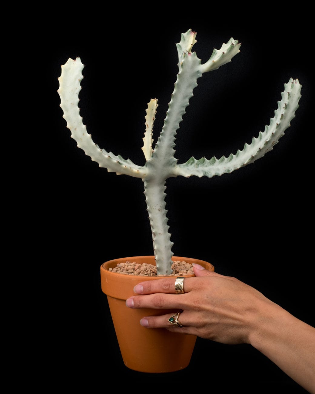 Euphorbia Lactea 'White Ghost'-3