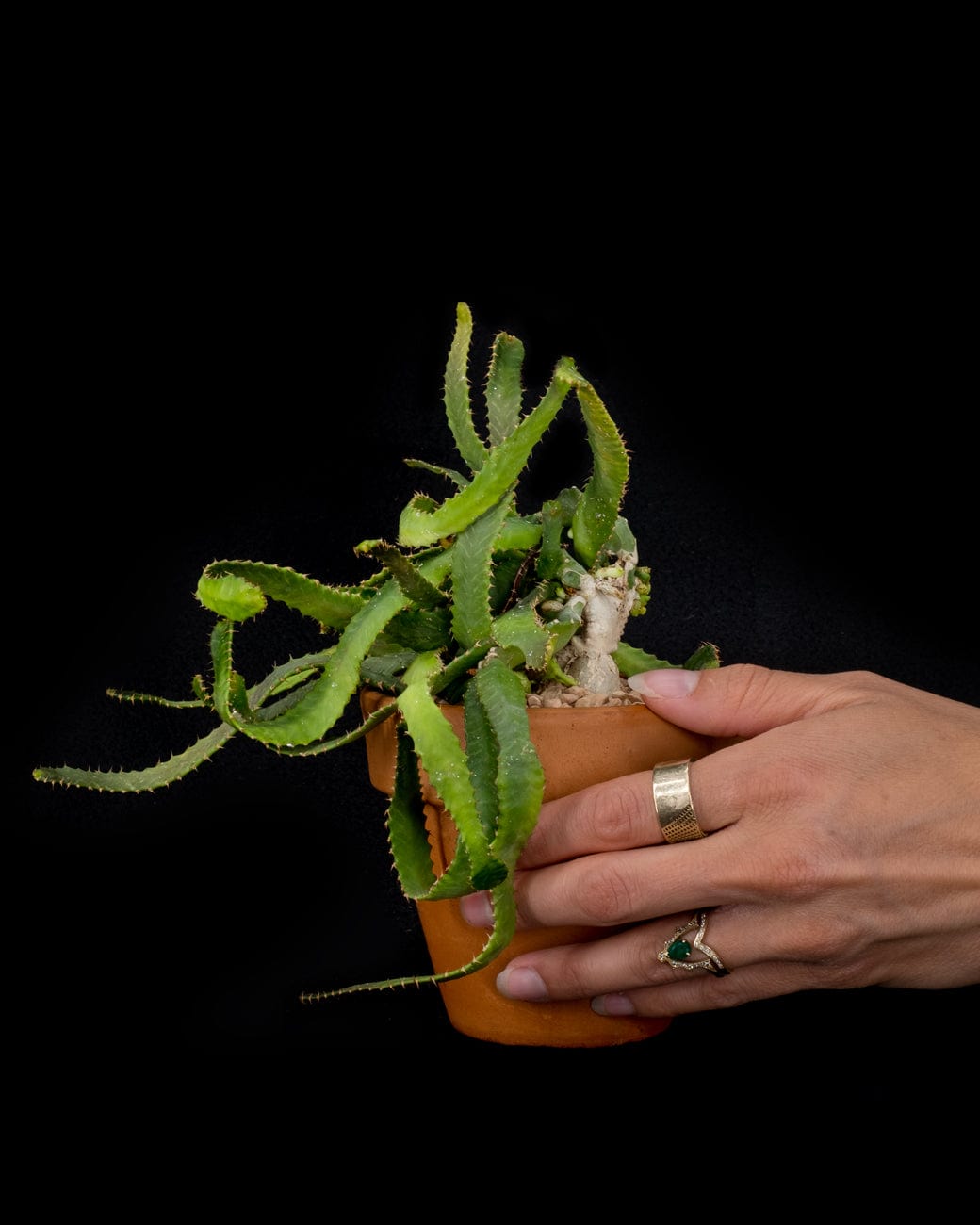 Euphorbia Stellata-3
