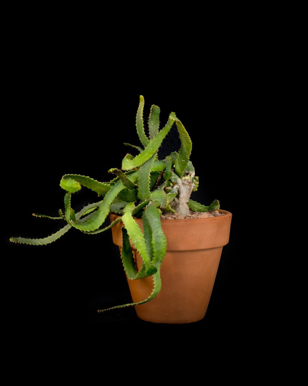 Euphorbia Stellata
