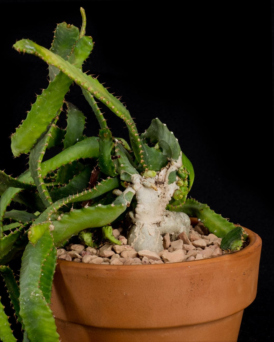 Euphorbia Stellata-4