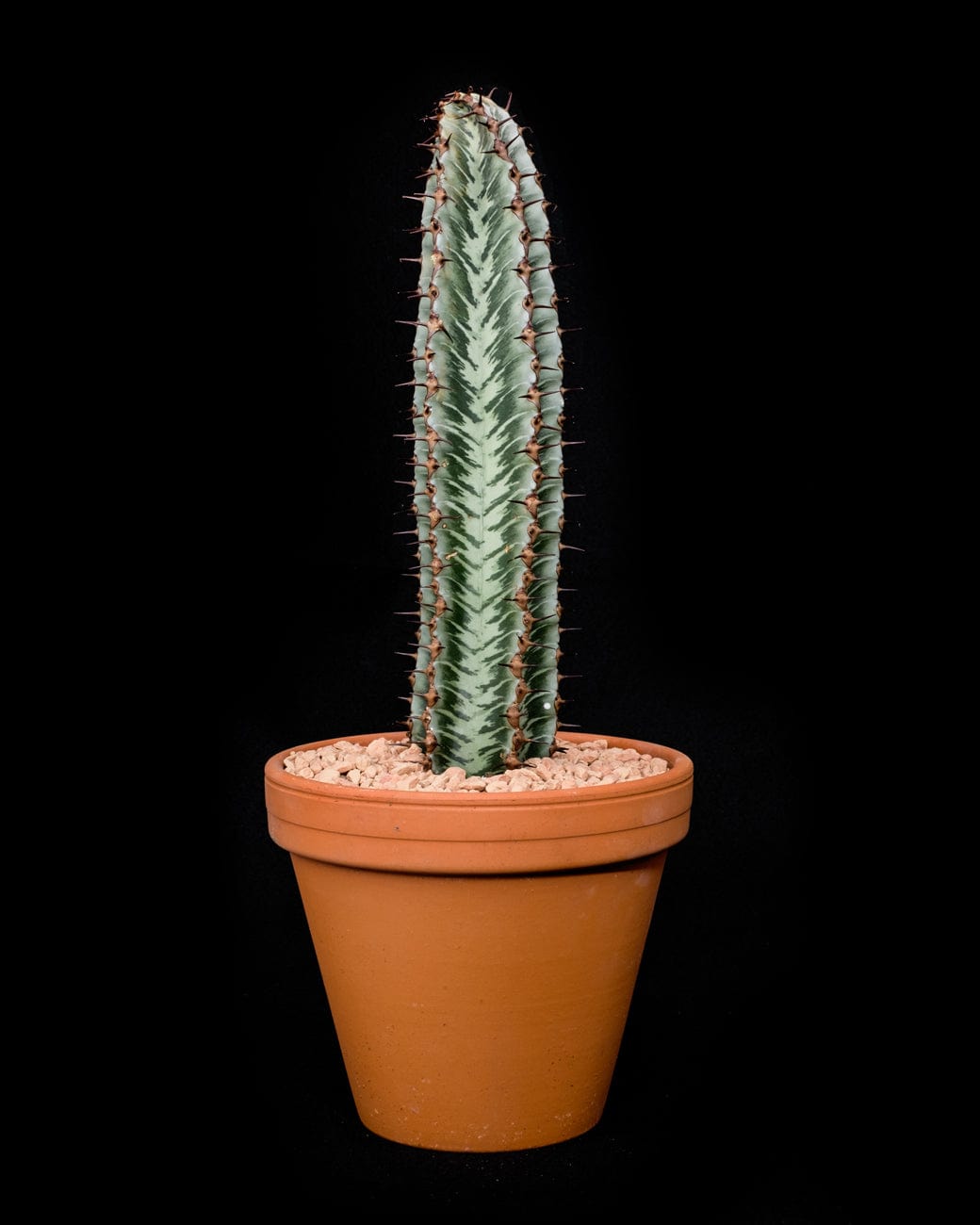 Tula House Euphorbia confinalis ssp. Rhodesia variegata 'Zebra'