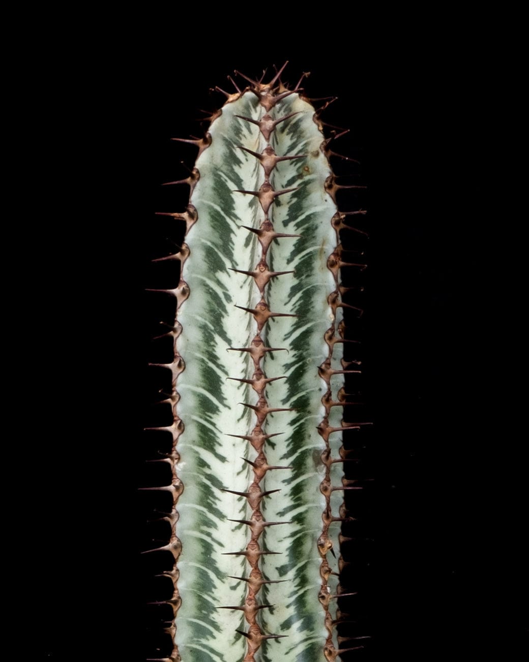 Tula House Euphorbia confinalis ssp. Rhodesia variegata 'Zebra'