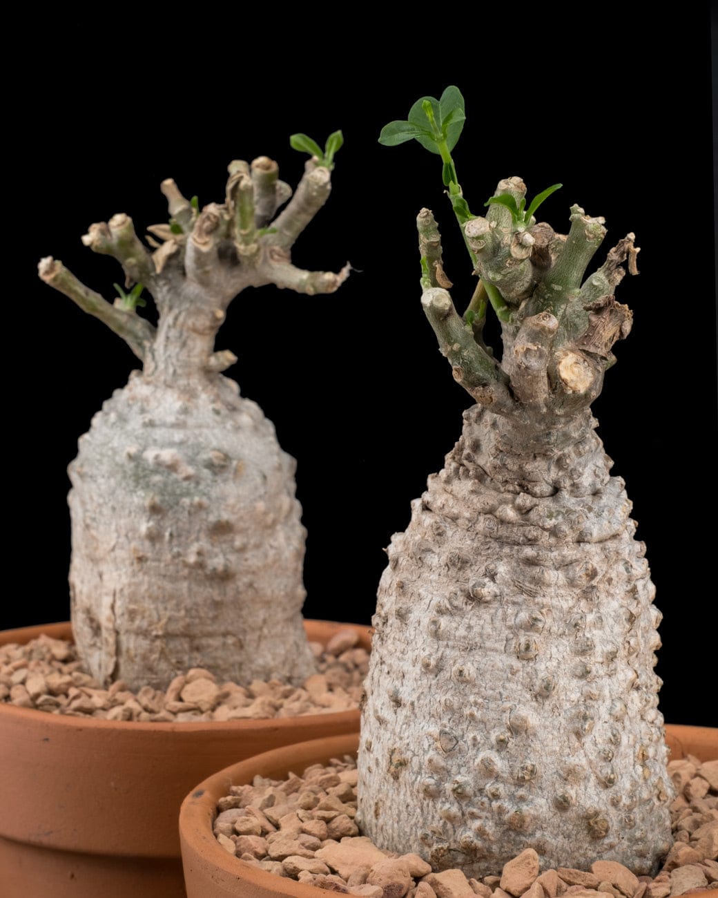Fockea Edulis-4