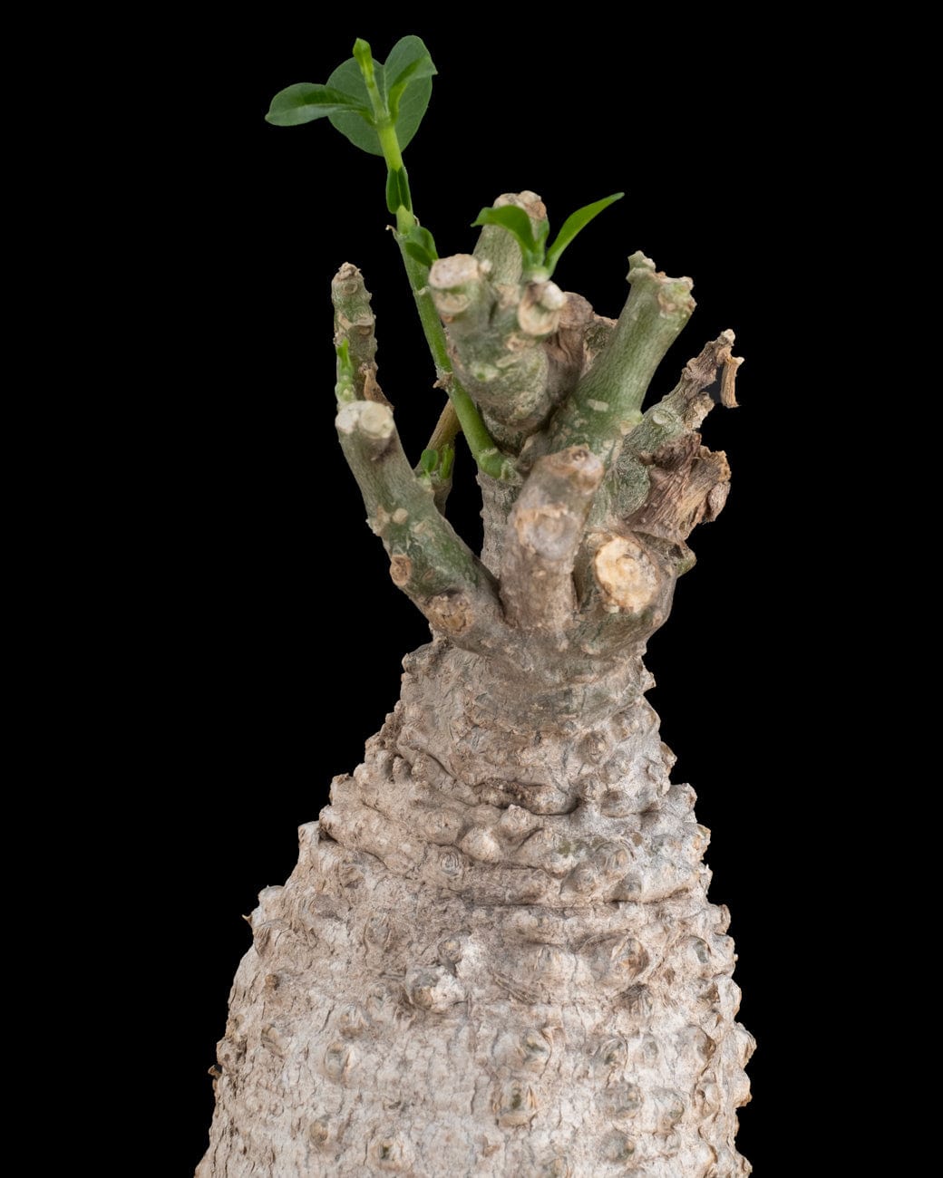 Fockea Edulis-3