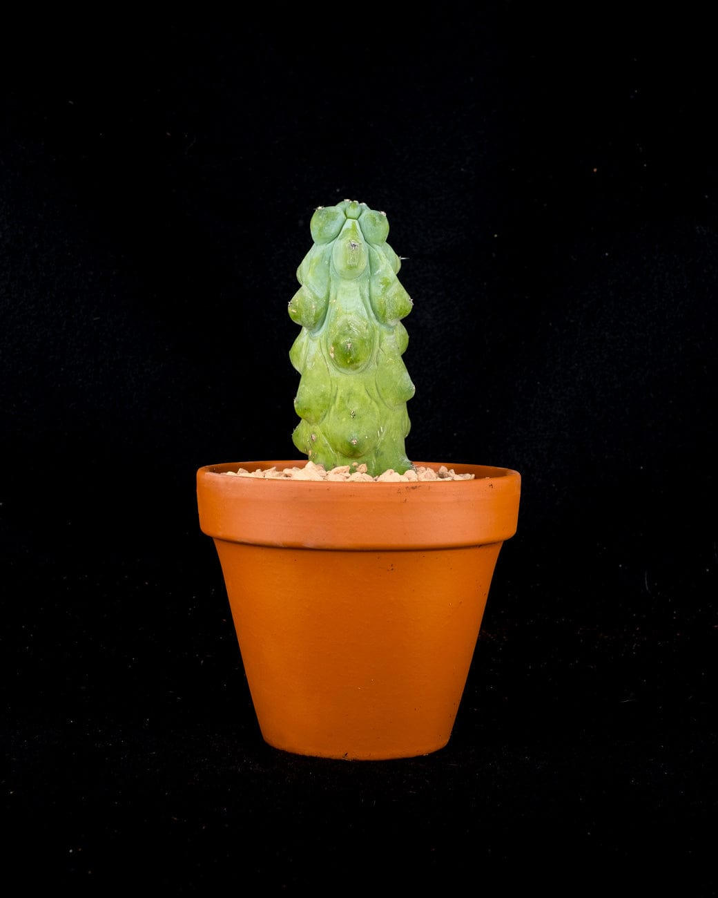 Myrtillocactus Geometrizans 'Fukurokuryuzinboku'-5