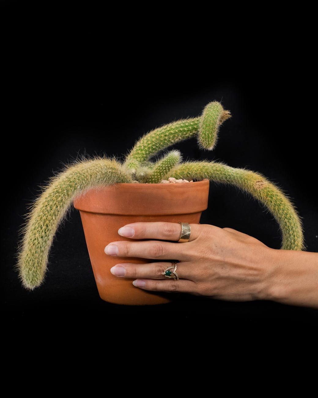 Hildewintera Colademononis 'Monkey Tail Var.'-4