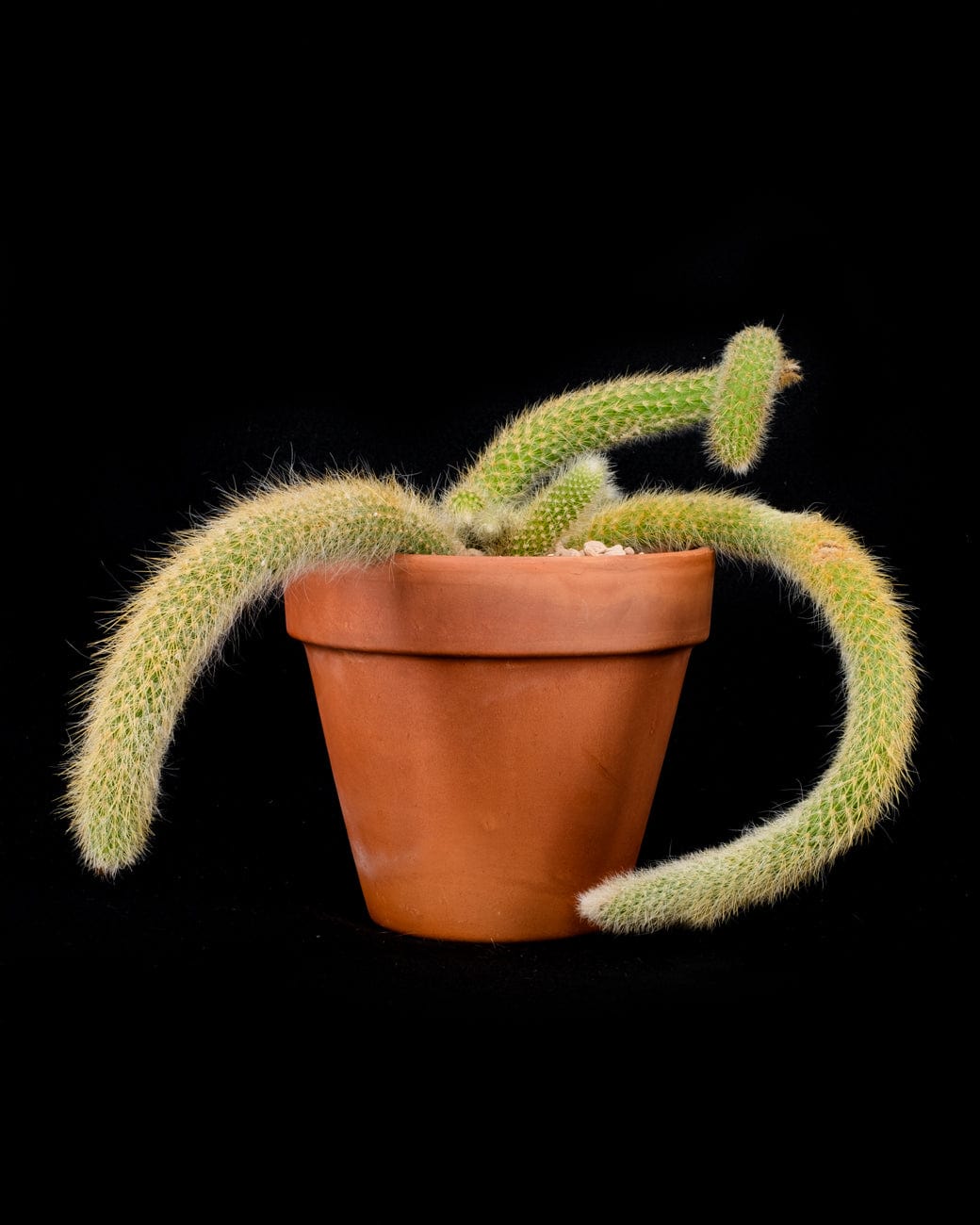 Hildewintera Colademononis 'Monkey Tail Var.'