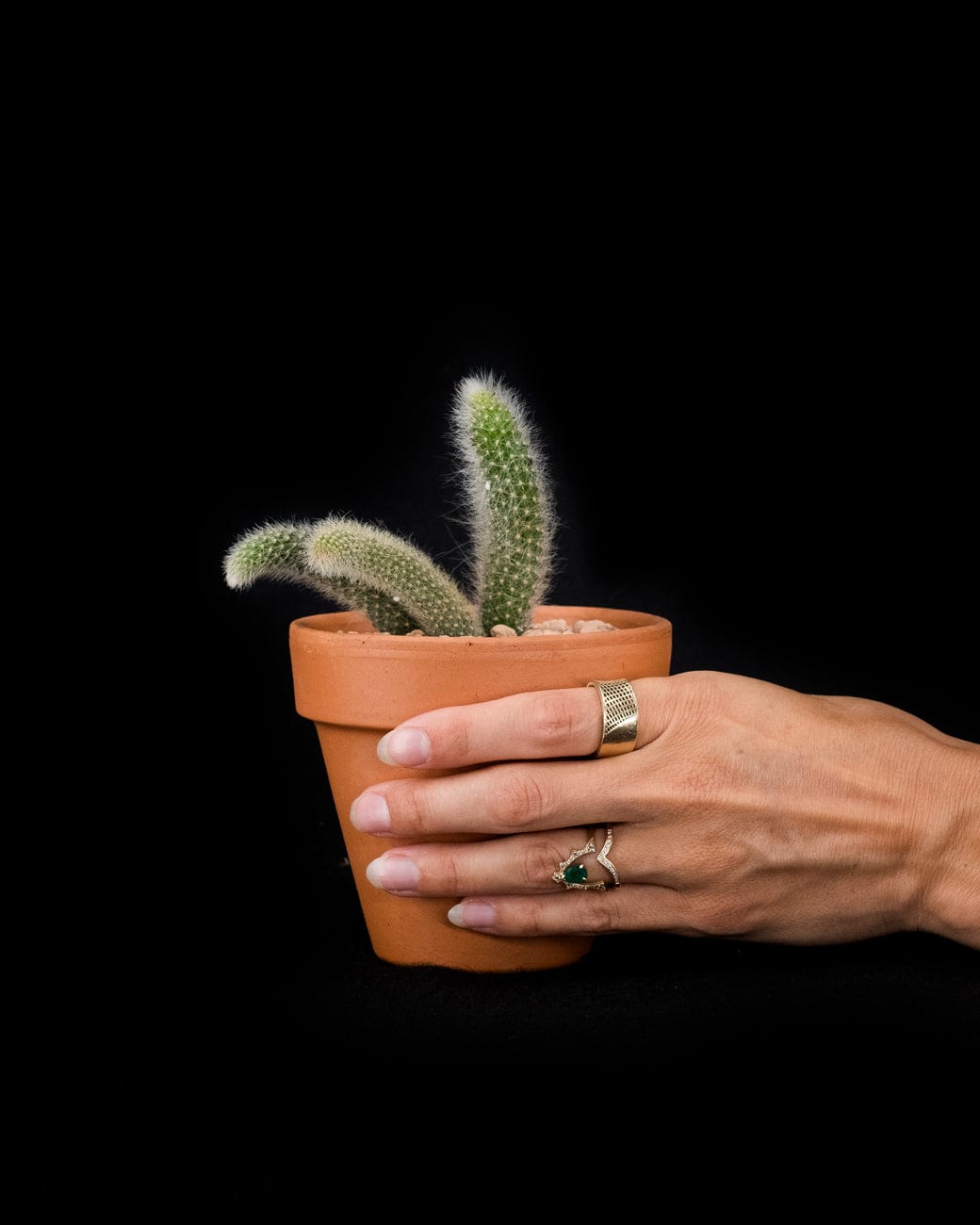 Hildewintera Colademononis 'Monkey Tail Var.'-3