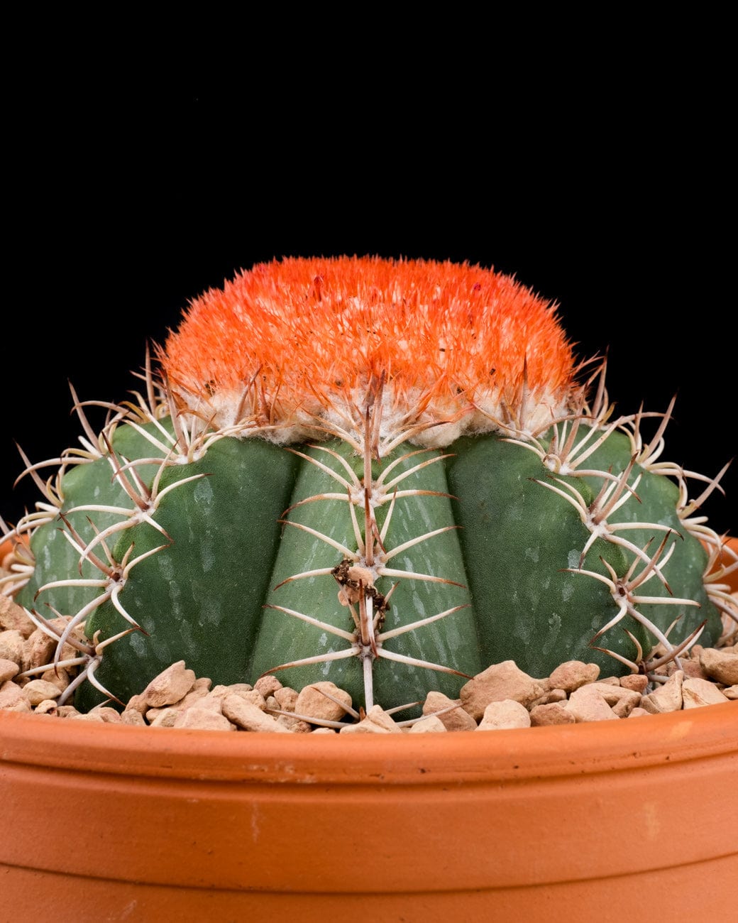 Melocactus Matanzanus-5