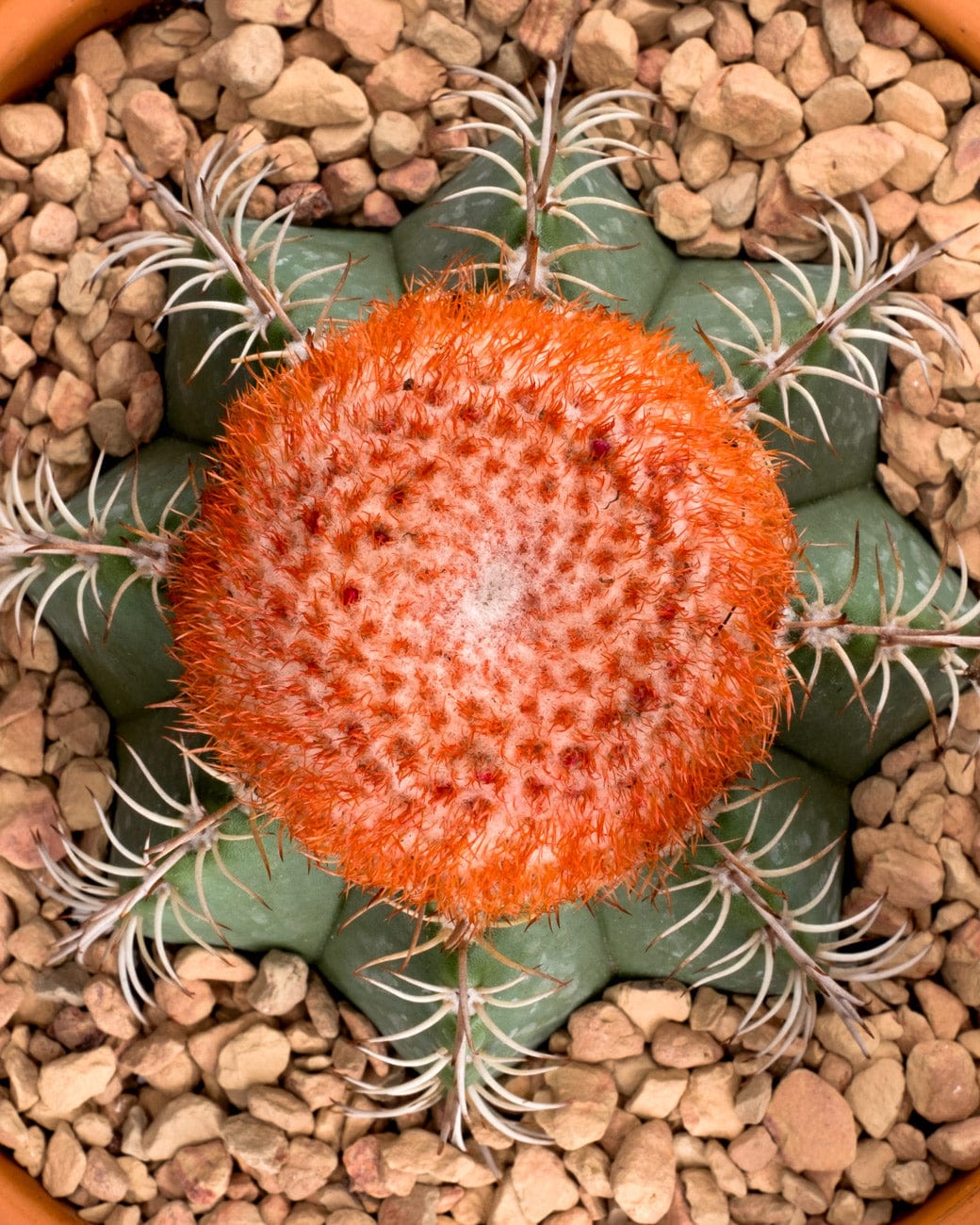 Melocactus Matanzanus-6