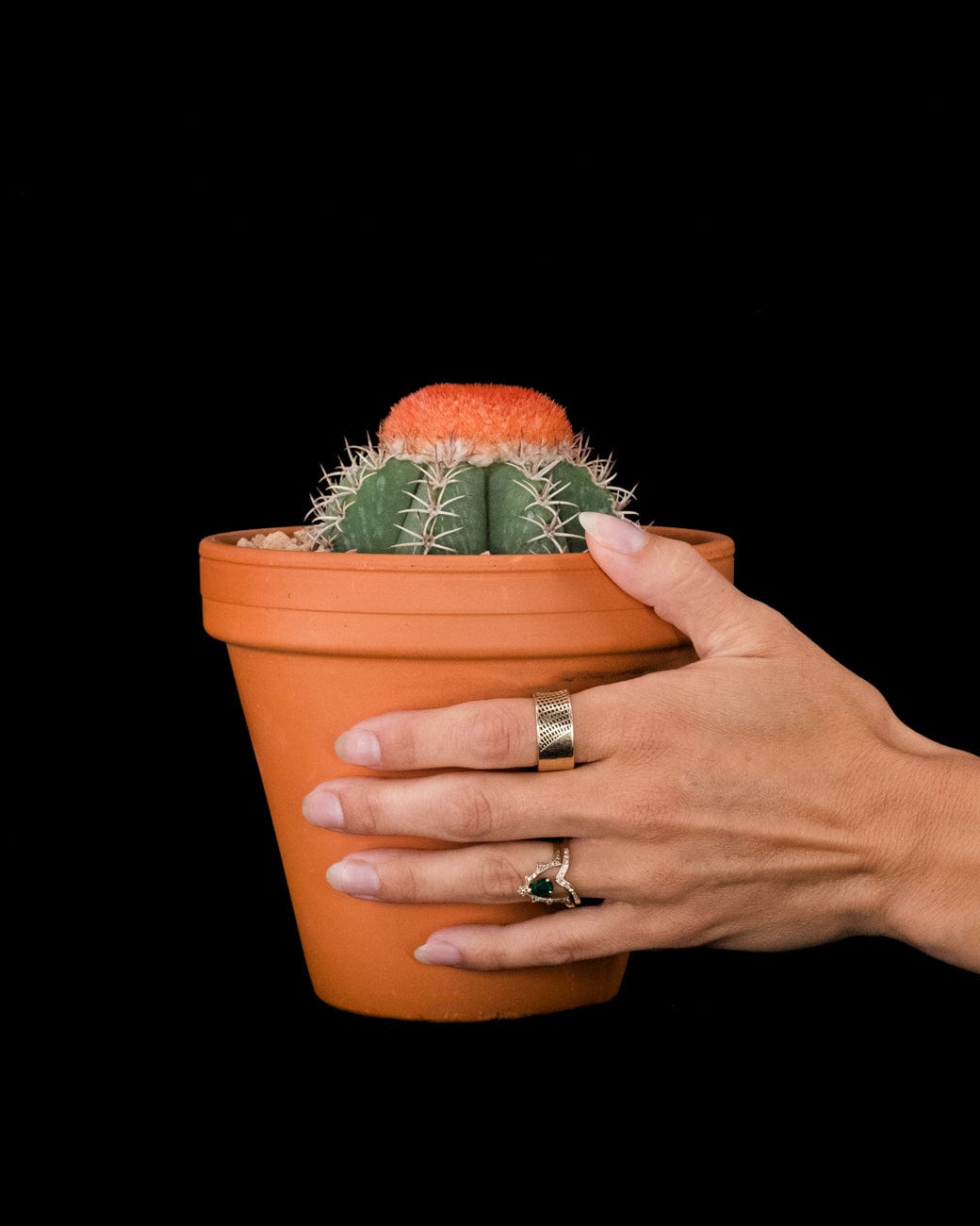 Melocactus Matanzanus-3