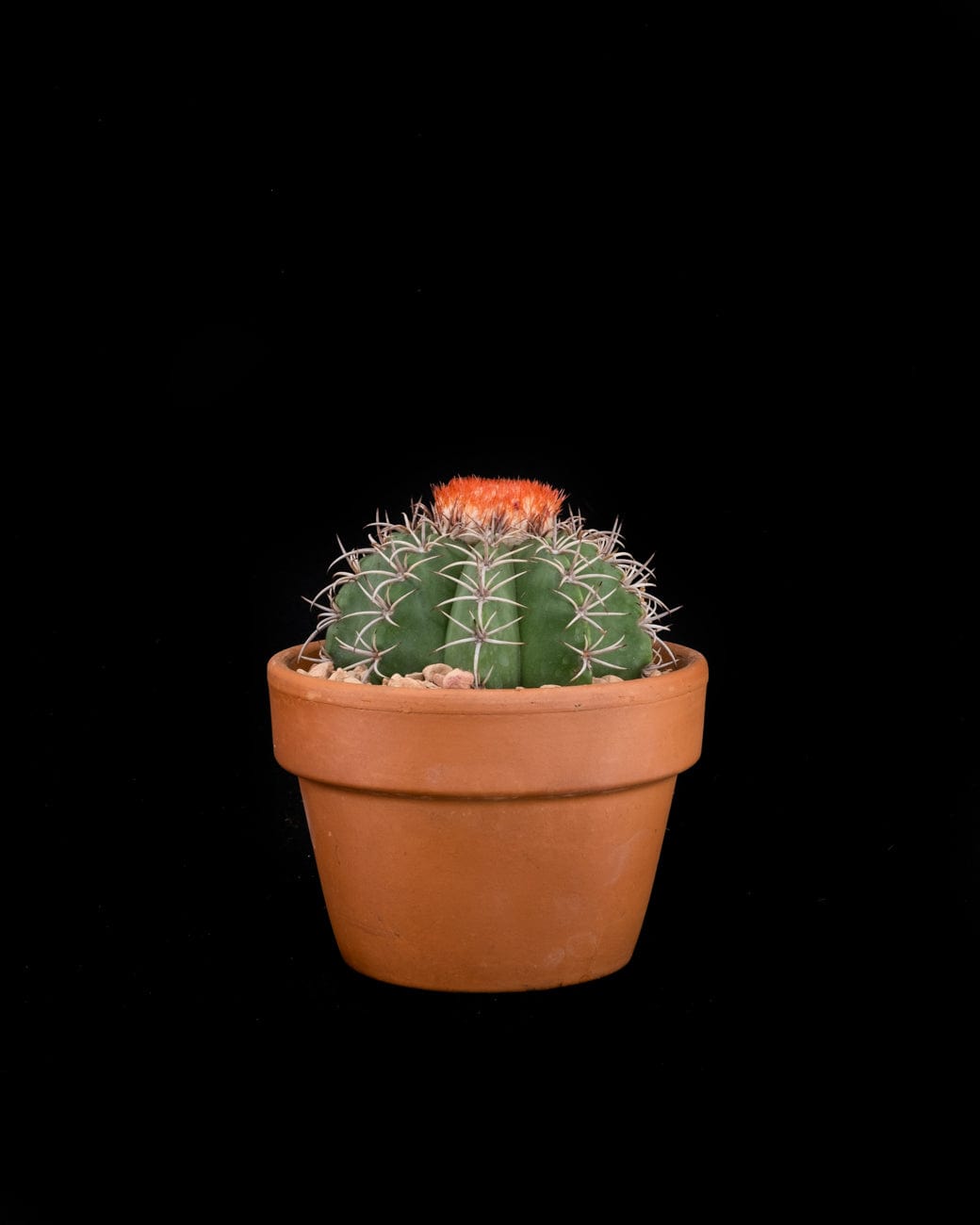 Melocactus Matanzanus-4