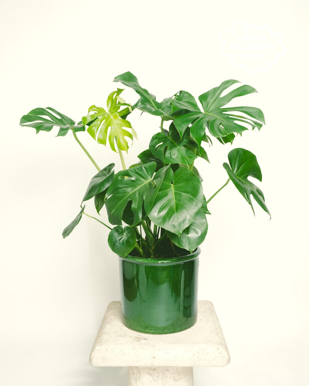 Monstera Deliciosa
