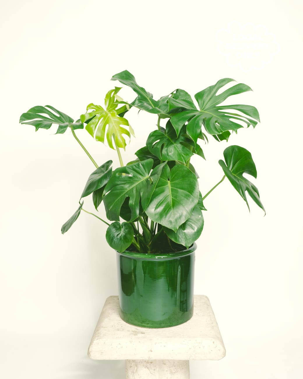 Monstera Deliciosa