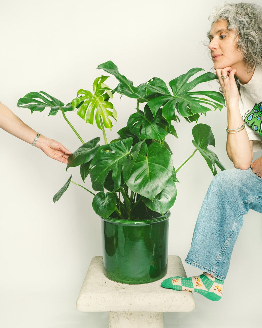Monstera Deliciosa-3