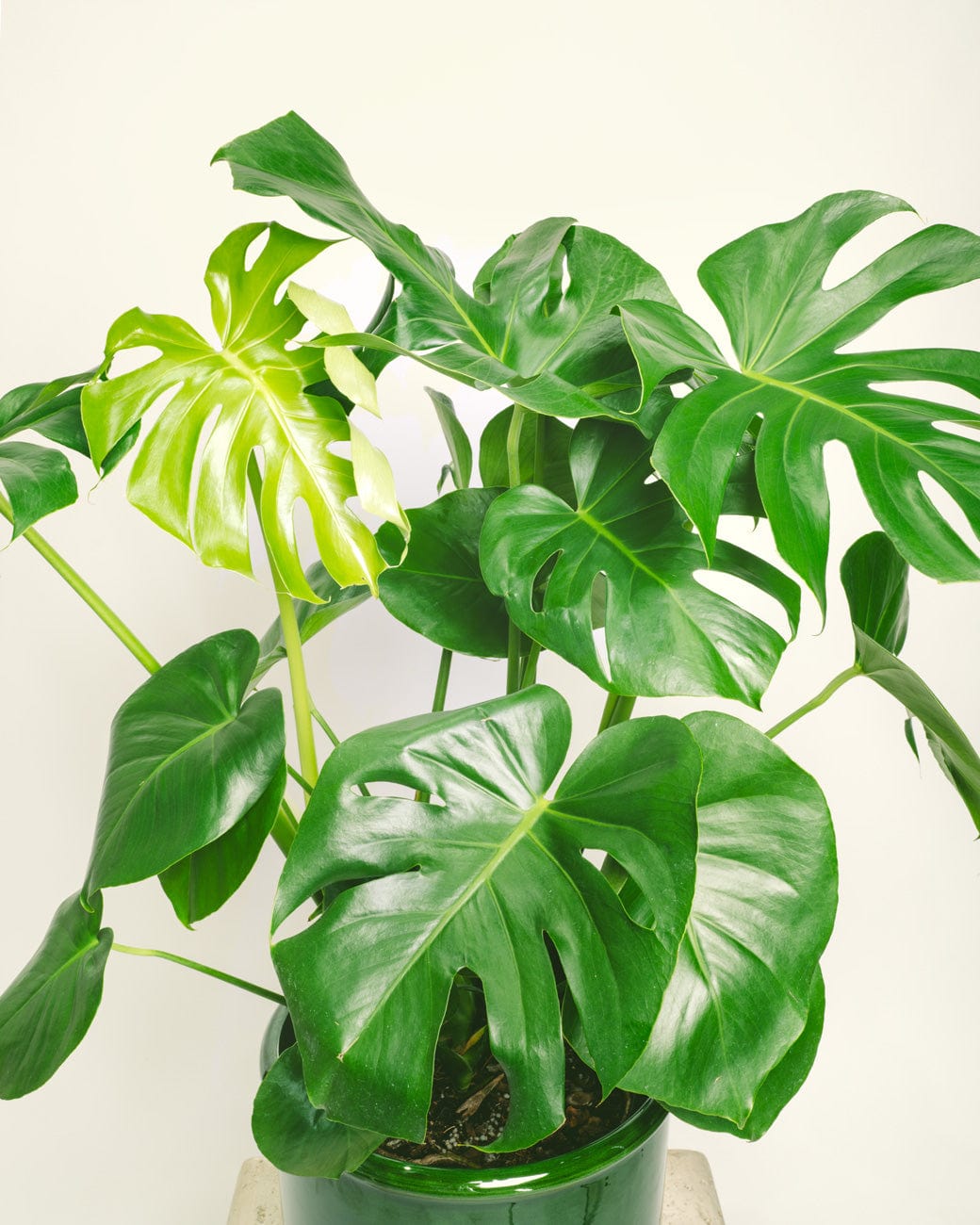 Monstera Deliciosa – Tula House
