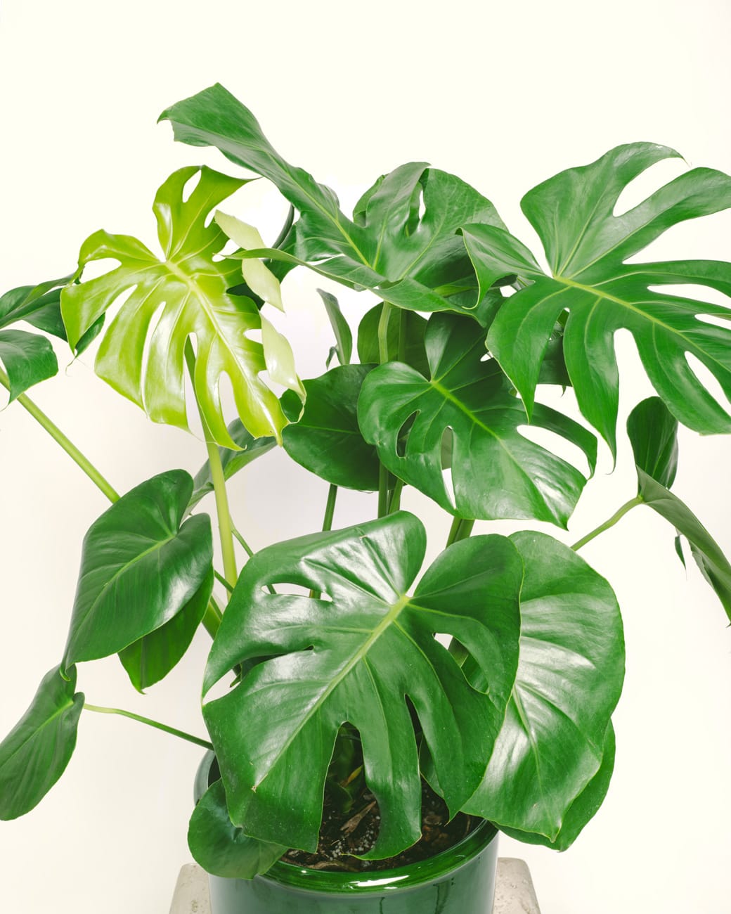 Monstera Deliciosa