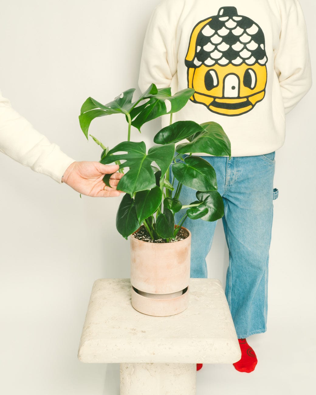 Monstera Deliciosa-4