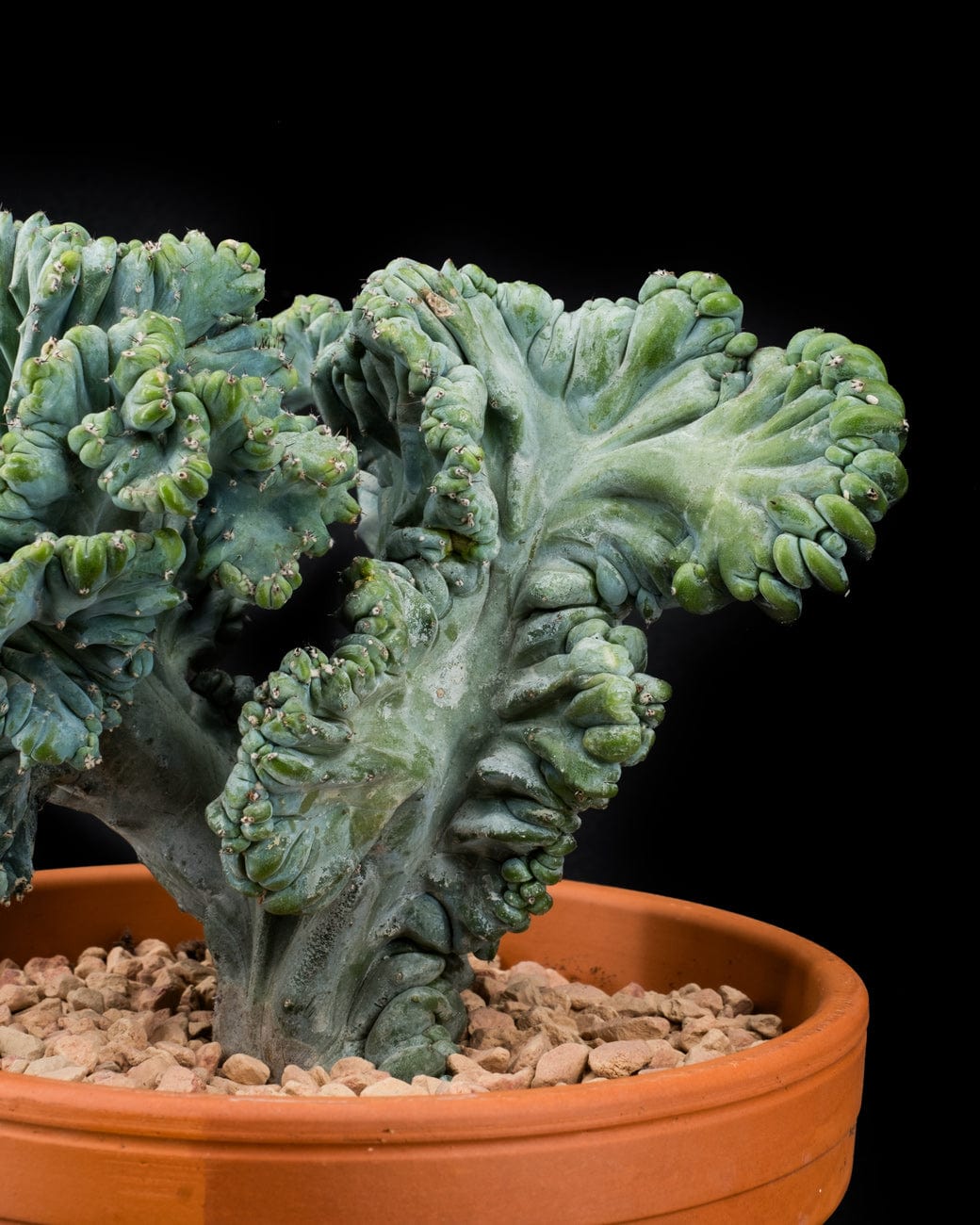 Myrtillocactus Geometrizans Crested-4