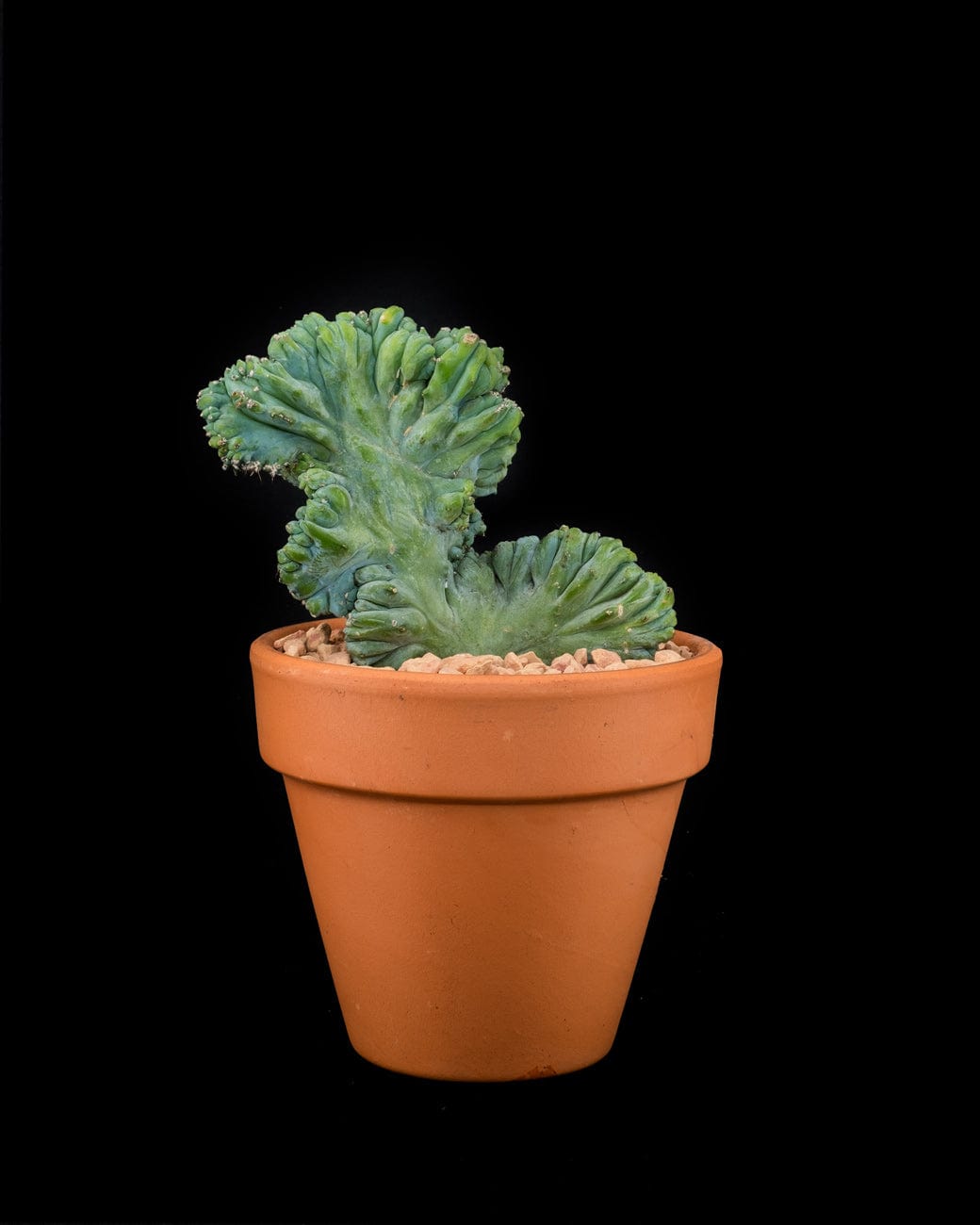 Myrtillocactus Geometrizans Crested
