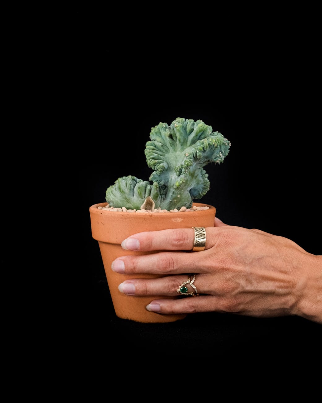 Myrtillocactus Geometrizans Crested-3