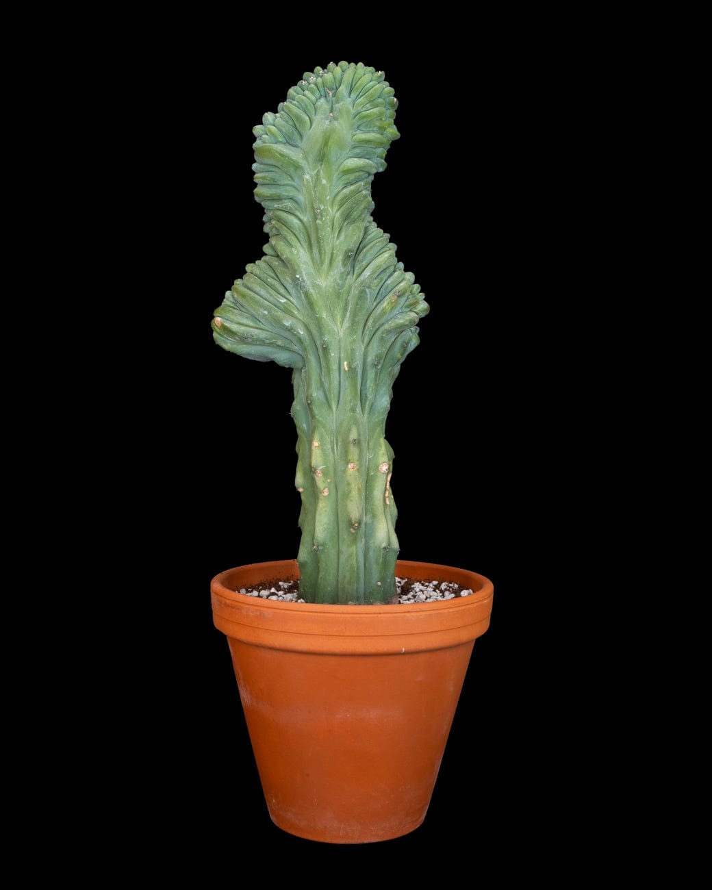 Myrtillocactus Geometrizans Crested-5