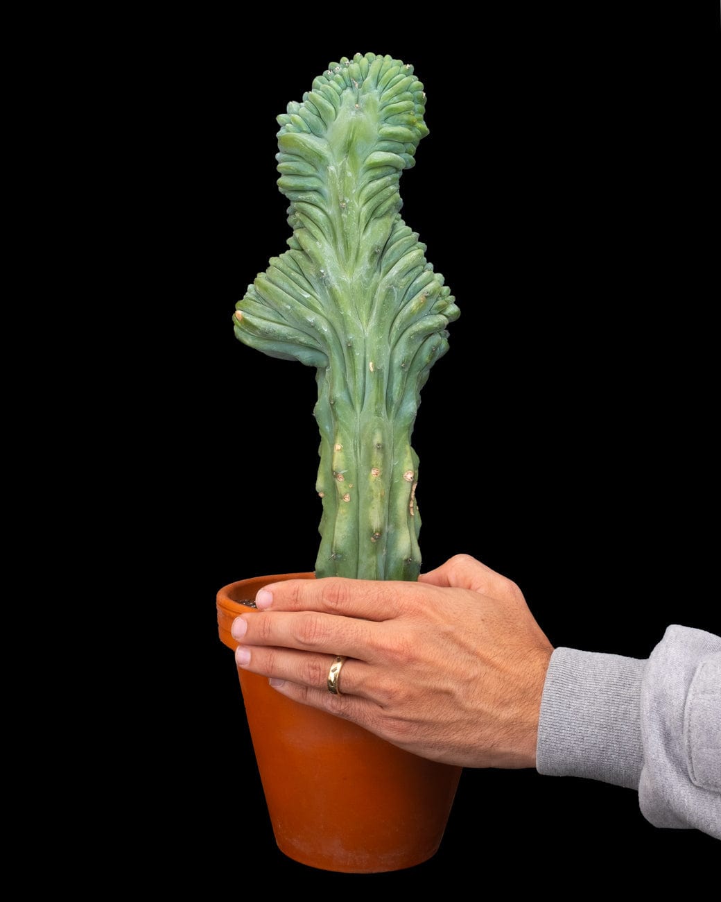 Myrtillocactus Geometrizans Crested-7