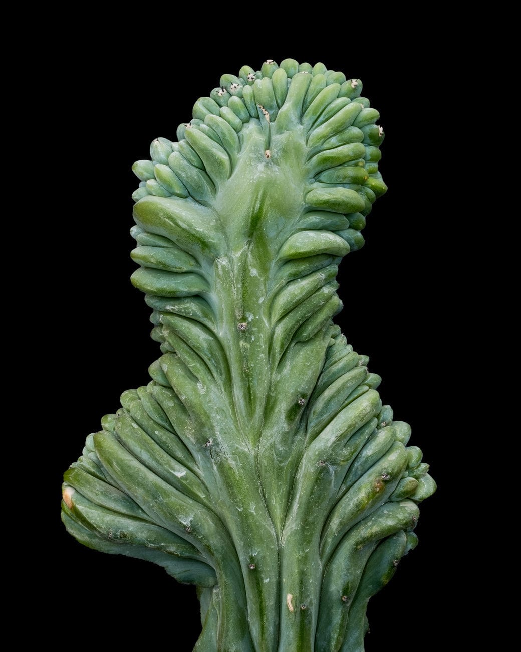 Myrtillocactus Geometrizans Crested-6