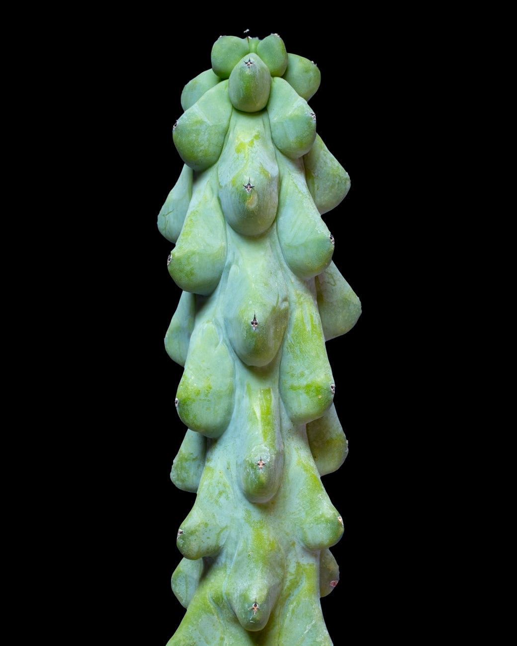 Myrtillocactus Geometrizans 'Fukurokuryuzinboku'-4