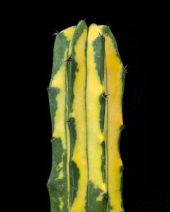 Tula House Myrtillocactus geometrizans variegata