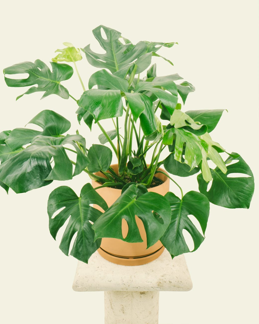 Buff Cylinder Planter