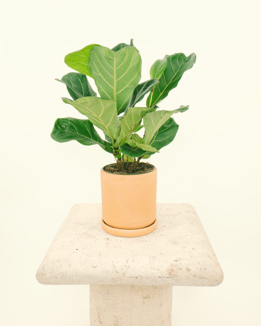 Buff Cylinder Planter