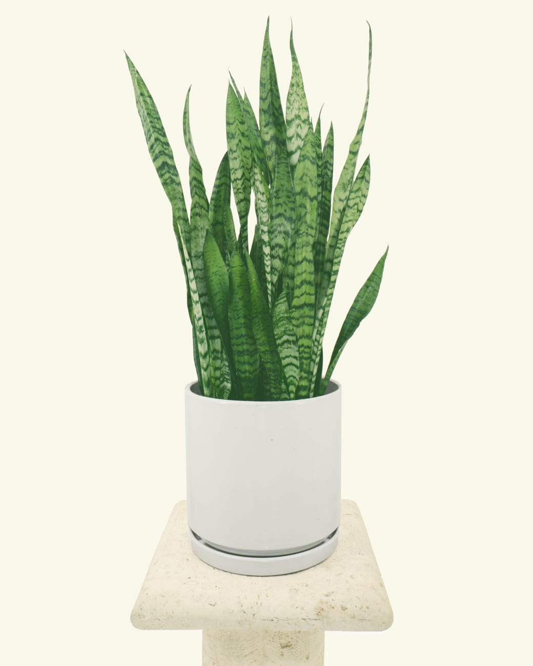 Matte White Cylinder Planter
