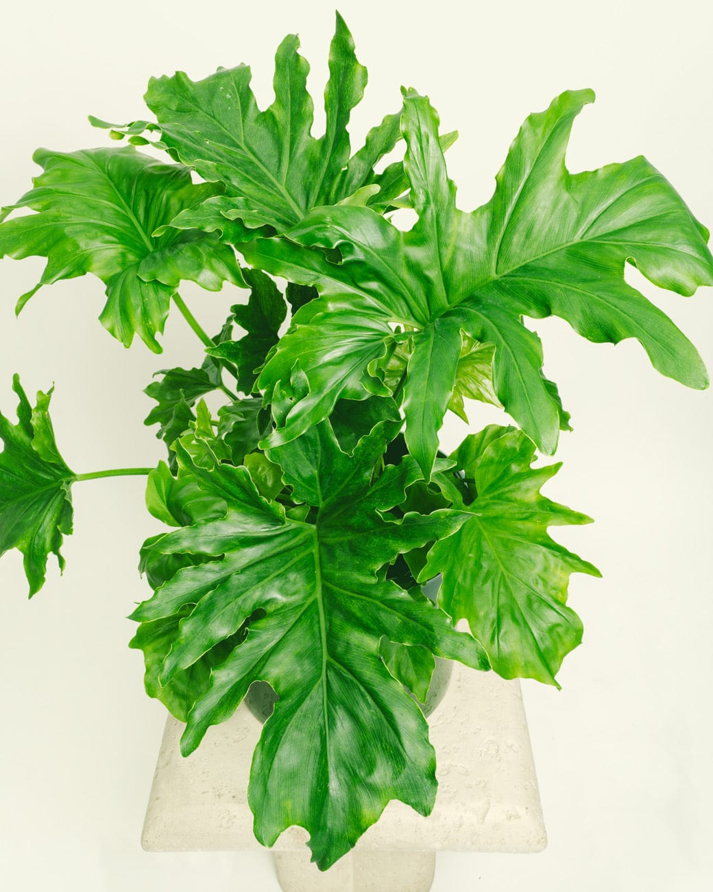 Philodendron Selloum 'Hope' – Tula House