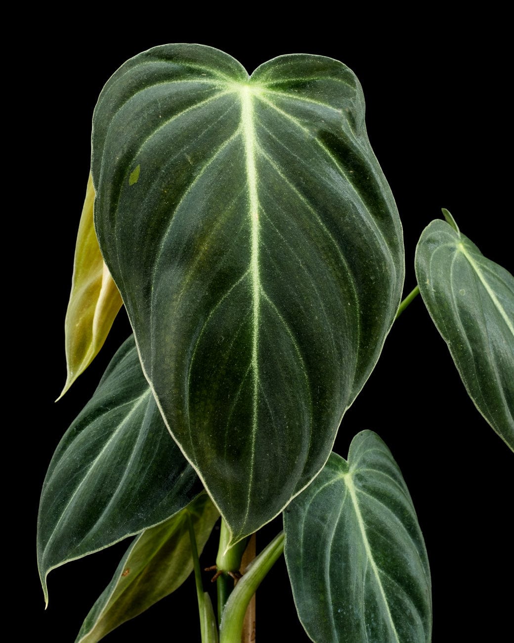 Philodendron melanochrysum