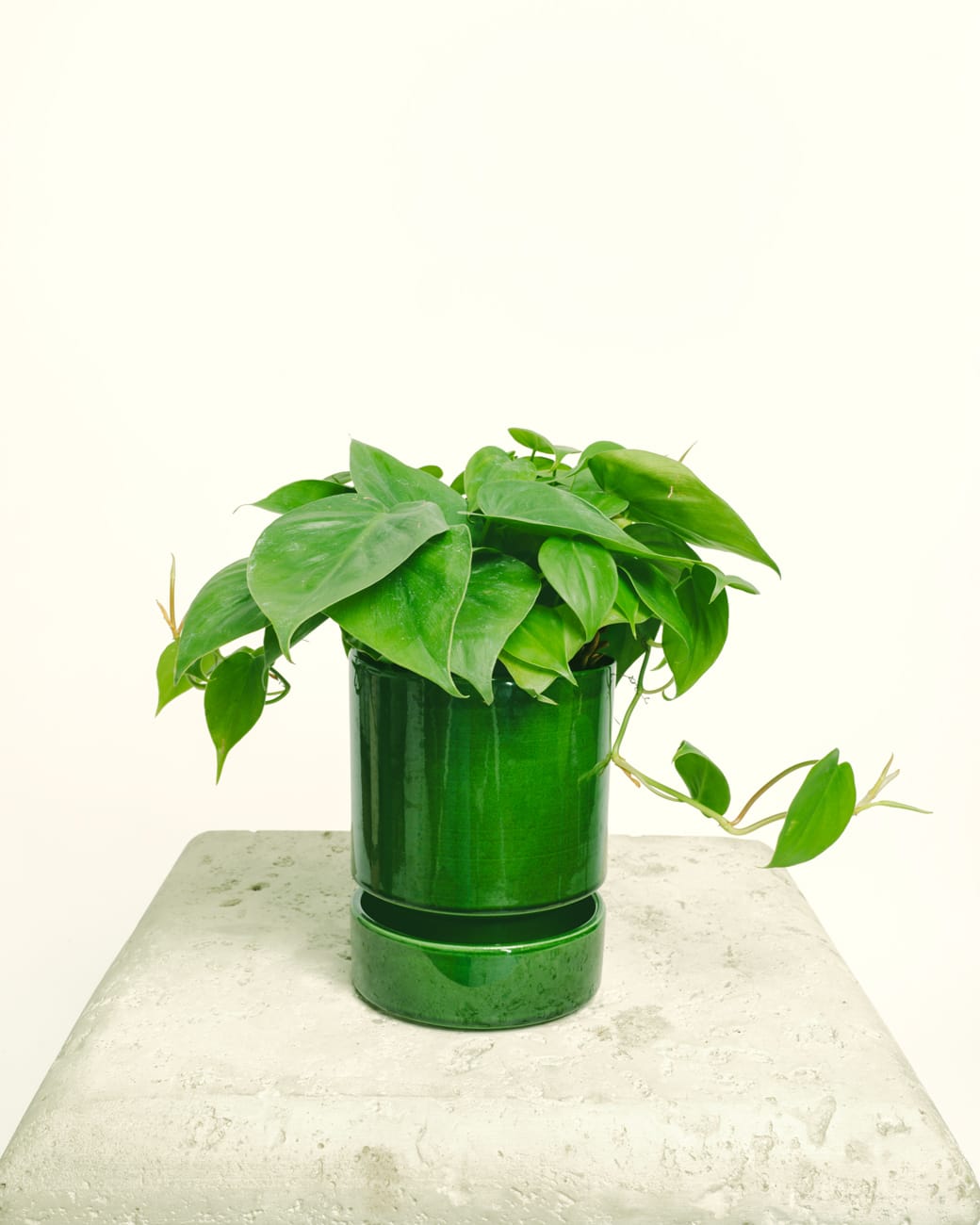 Philodendron Cordatum