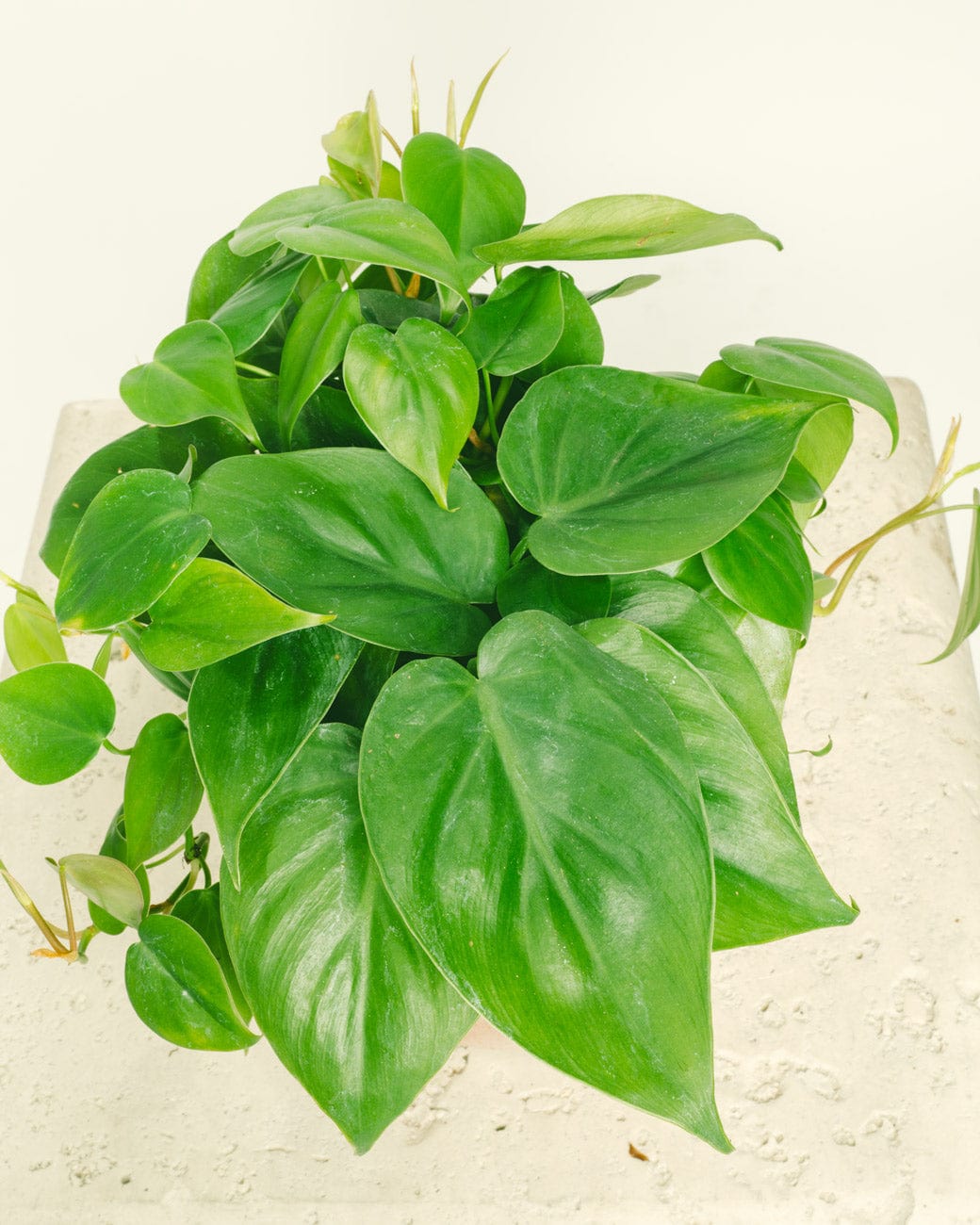 philodendron cordatum Philodendron Cordatum