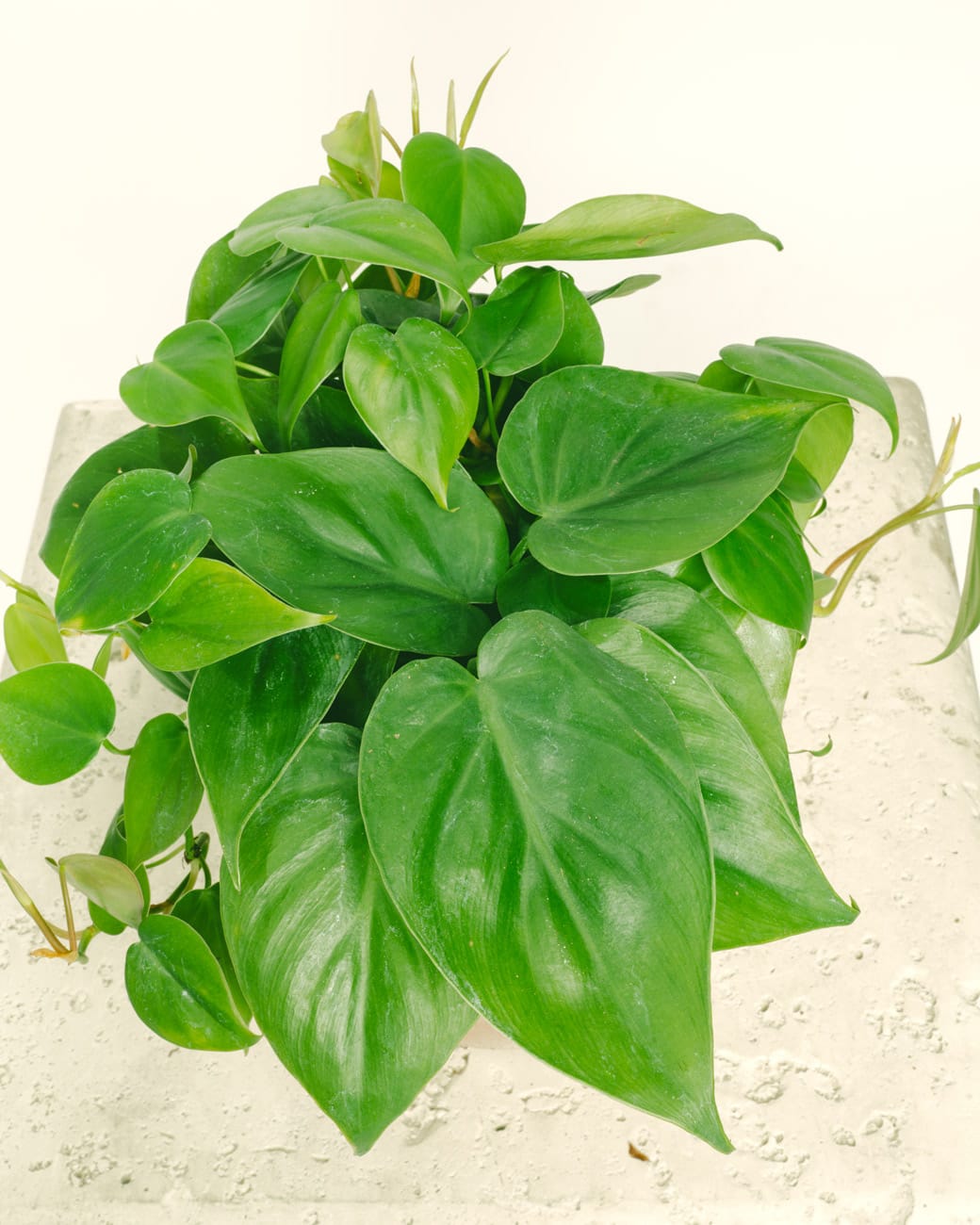 Philodendron Cordatum