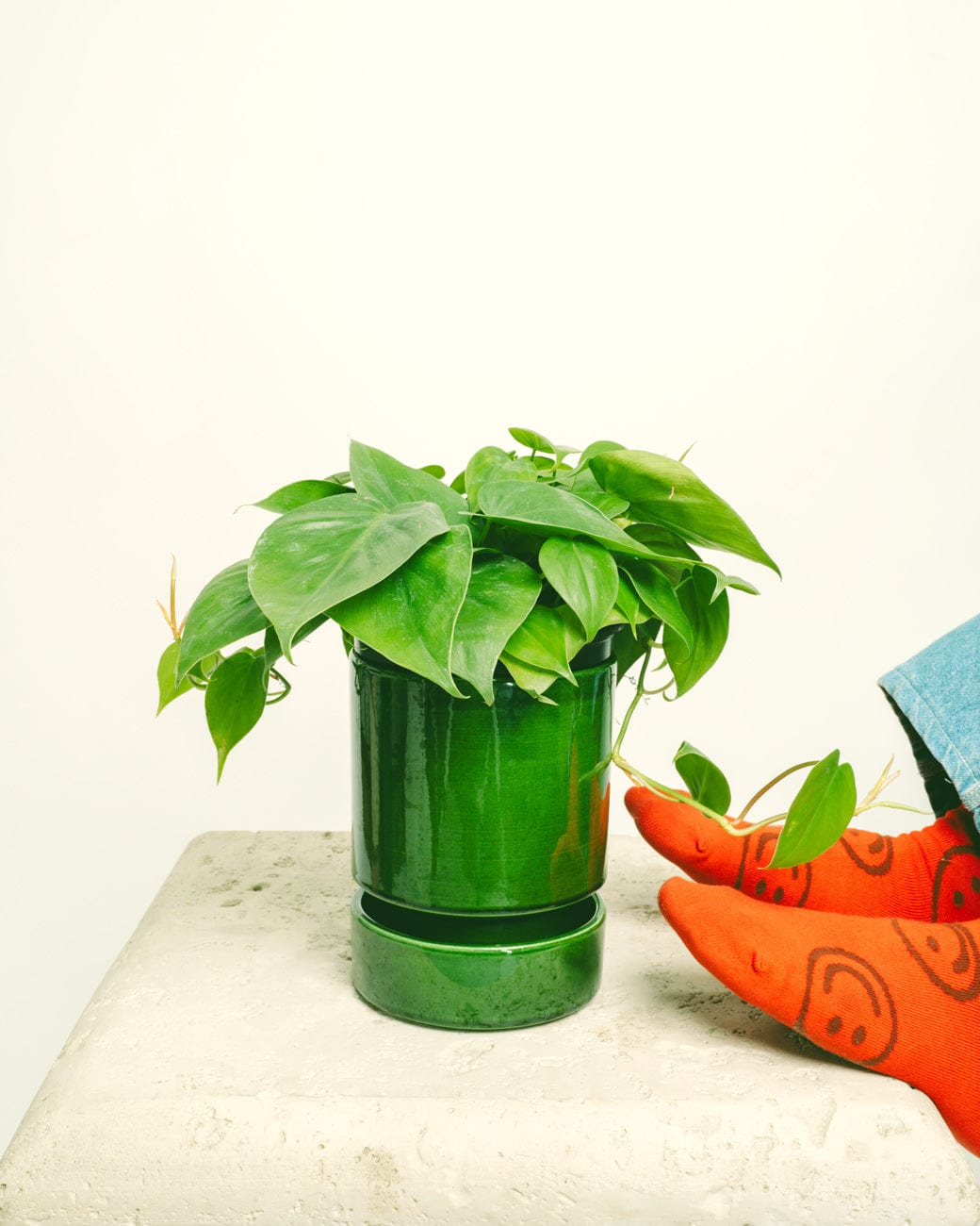Philodendron Cordatum-3