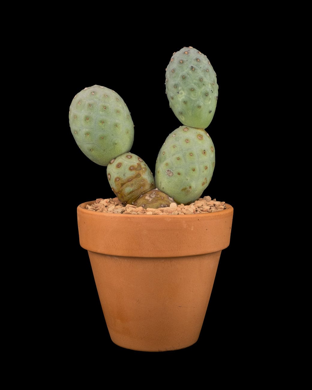 Tephrocactus Geometricus